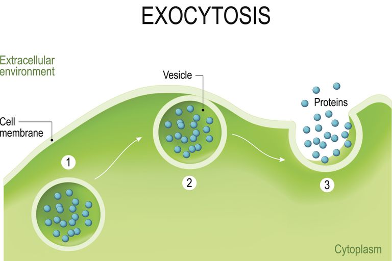 Example of endocytosis and exocytosis in the human body