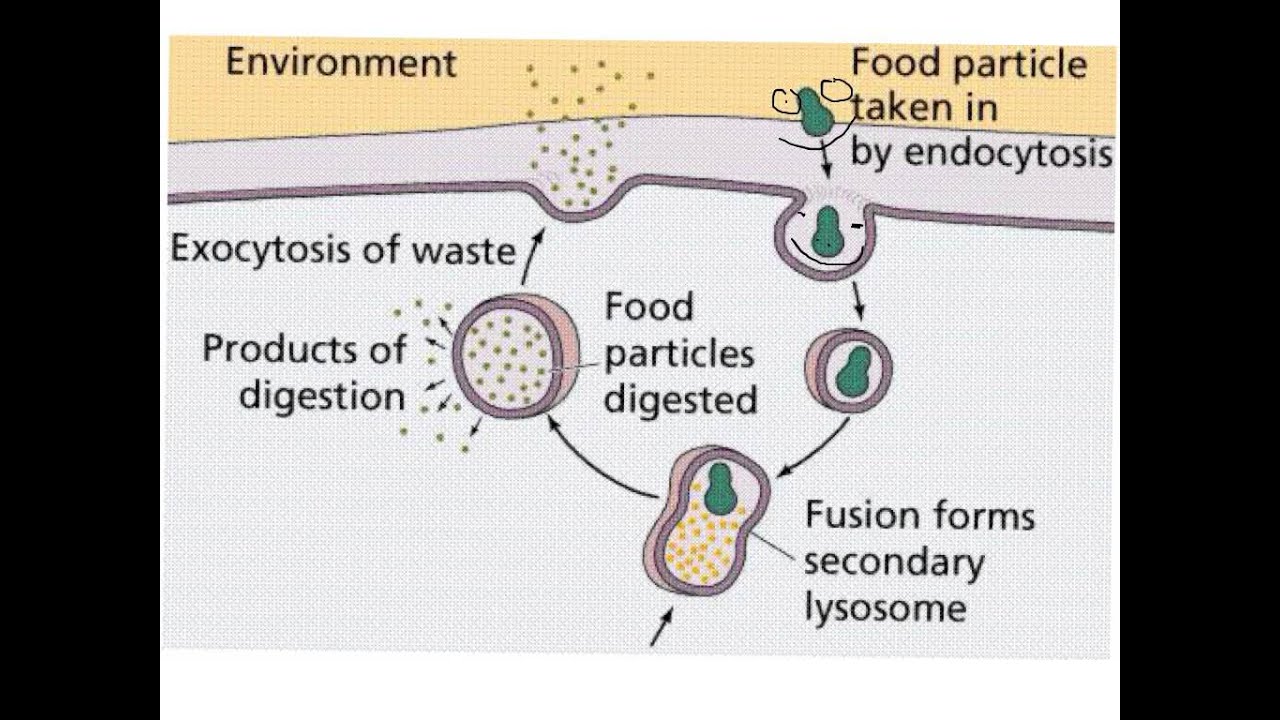 Example of endocytosis and exocytosis in the human body